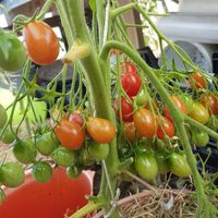 Red Berries Crazy Cherry Tomato